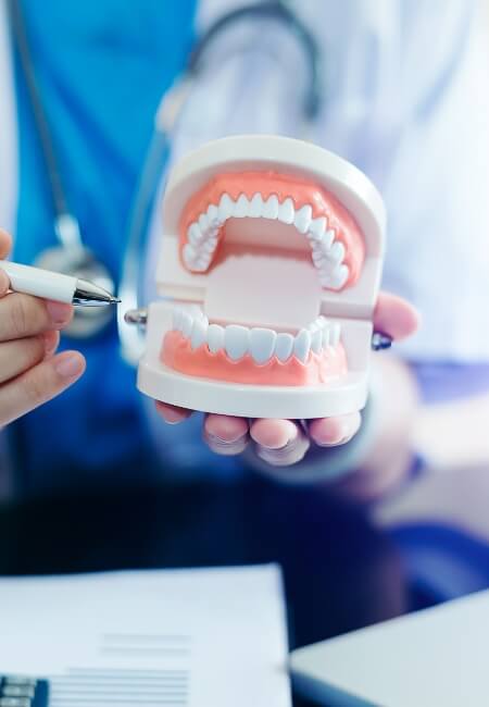 A dentist presents a tooth model